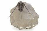 Long-Spined Cyphaspis Trilobite - Foum Zguid, Morocco #249022-3